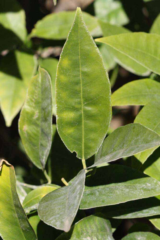            Unifoliolate leaf (Bream Tarocco, Riverside, CA)   
